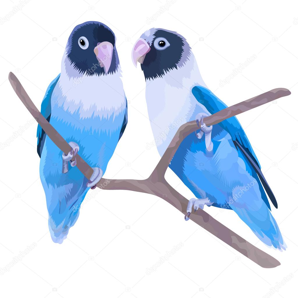 Pair of blue masked lovebirds.