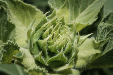 Ayçiçeği tomurcuğu yakın çekim