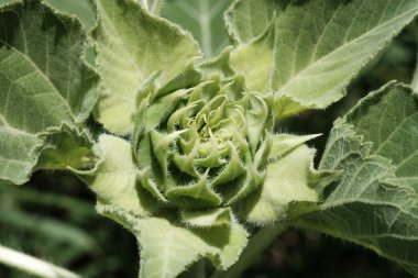 Ayçiçeği tomurcuğu yakın çekim