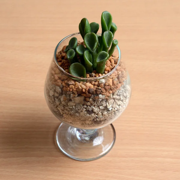 Маленький кактус из стекла на деревянном столе . — стоковое фото