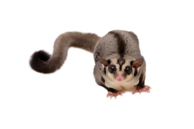 Küçük sugarglider dört gözle.