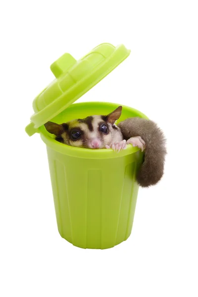 Sugarglider no caixote do lixo . — Fotografia de Stock