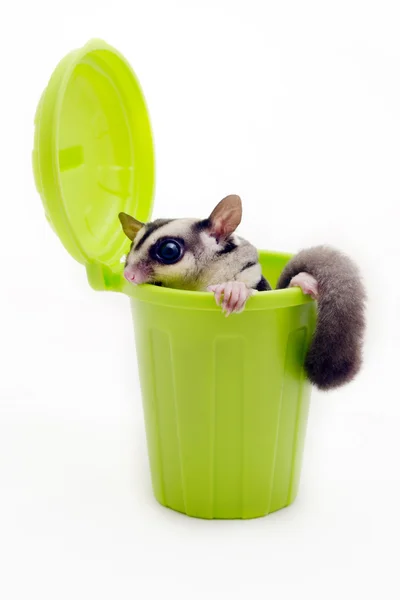 Azúcar en cubo de basura verde mirando hacia fuera . — Foto de Stock