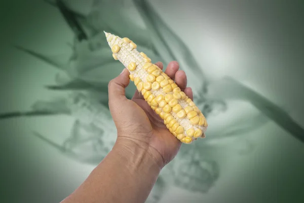 Рука Держит Кукурузу Показывает Несовершенные Сельскохозяйственные Продукты — стоковое фото