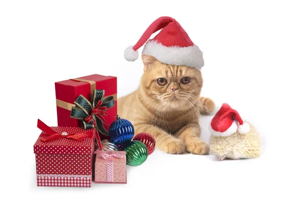 상자가 클라우스 모자를 스코틀랜드인의 고양이와 고슴도치하얀 배경에서 크리스마스 행사를 — 스톡 사진
