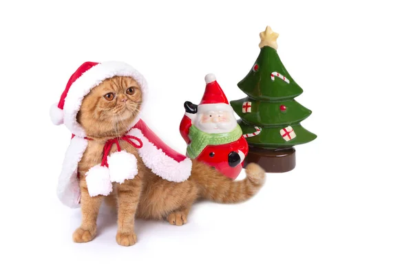 Pequeño Gato Plegable Escocés Con Traje Santa Rojo Con Muñeca — Foto de Stock