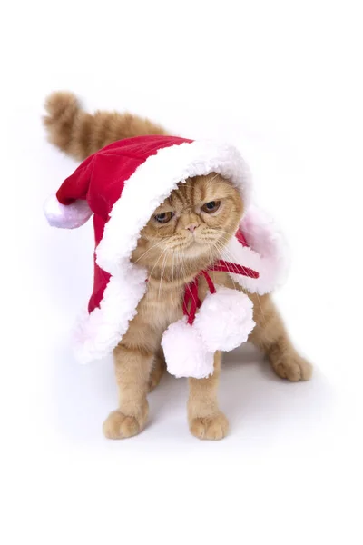 Skotský Složit Kočka Sobě Červené Santa Plášť Vestoje Podívat Podlahu — Stock fotografie