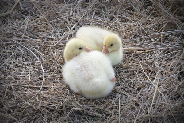 Little Two Young Goose Sitting Straw Nature Light — Stock Photo, Image