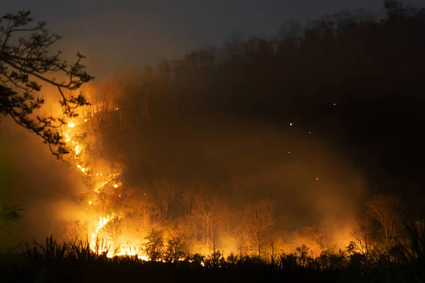 Fiamme Arancioni Fuoco Che Bruciano Molti Alberi Nella Foresta Sulla — Foto Stock