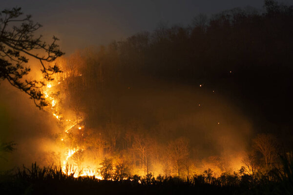 Orange flames of fire burning many trees in forest on mountain in the dark night. 