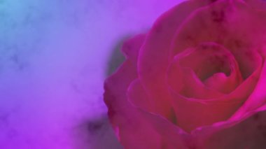 Köşedeki kırmızı gül loş ışıkta ve sisli havada yavaşça soldu..