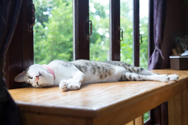 Foto Completa Del Gato Durmiendo Mostrador Madera Lado Las Ventanas — Foto de Stock