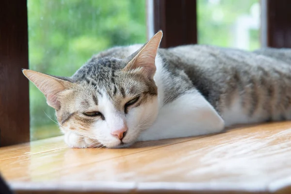 眠い猫は部屋の窓の横の木製のカウンターに横たわっていた ロイヤリティフリーのストック画像