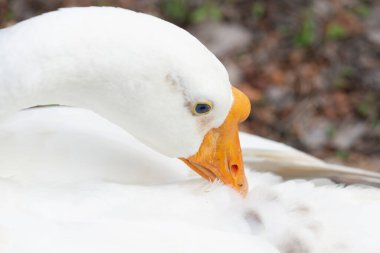 Kaz temizleme tüylerinin yakın plan fotoğrafı..