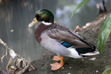 Ormanda tek başına duran yaban ördeğinin yan görüntüsü.
