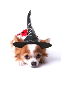 Cadılar bayramı kutlaması için baltalı cadı şapkası ve şeytan kostümü giyen küçük chihuahua beyaz arka planda uzanıyor..