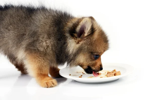 Köpek yavrusu tadını yeme.