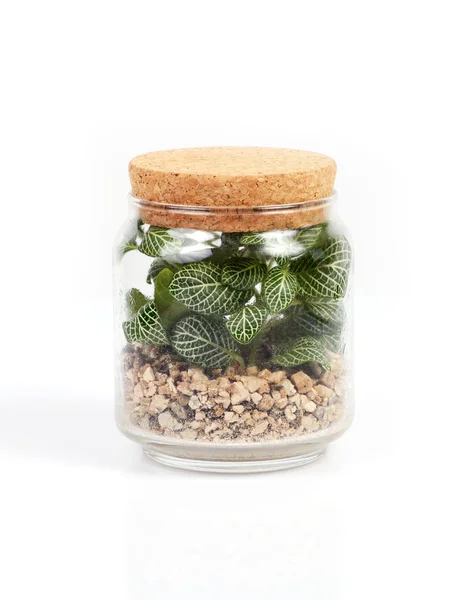 Bir şişe küçük ağaç.