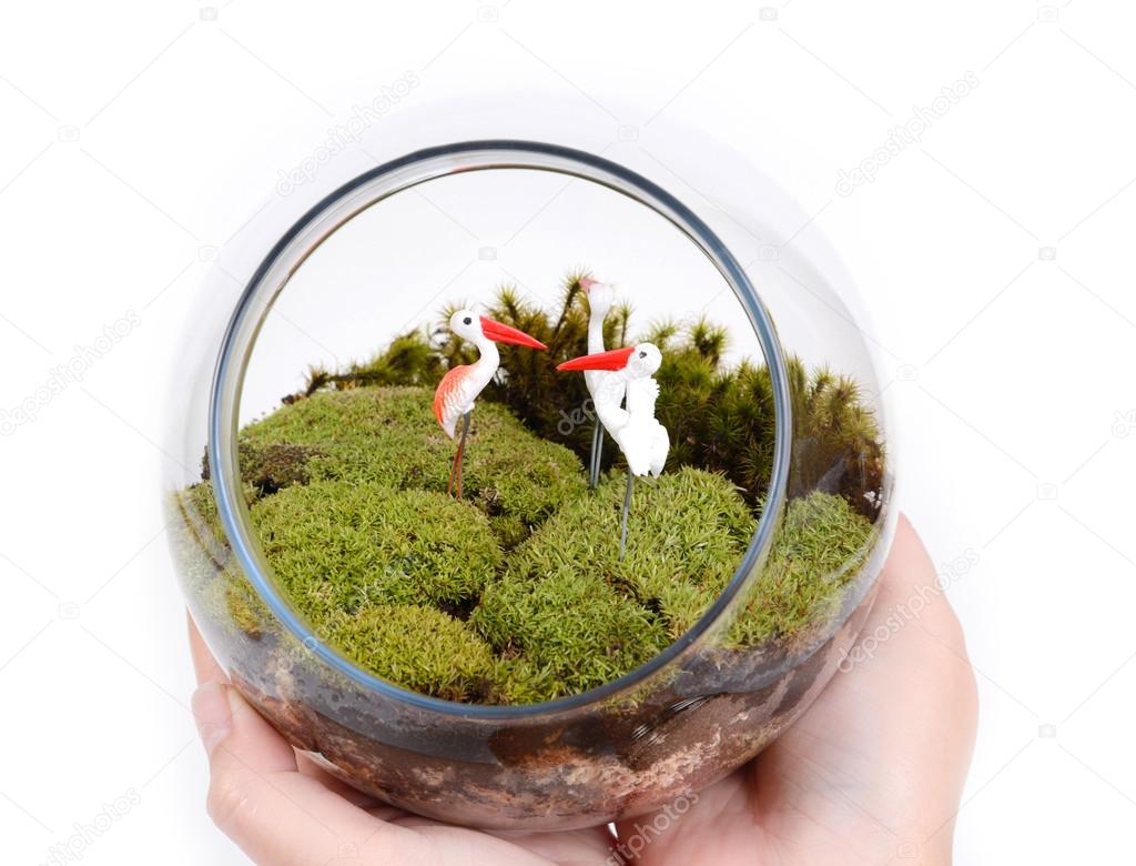 Terrarium in hands.