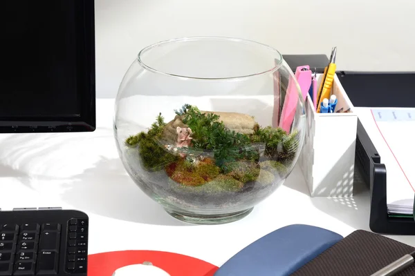 Yeşil terrarium ile yapmak.