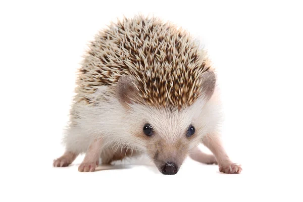 Pequeno Hedgehog . — Fotografia de Stock