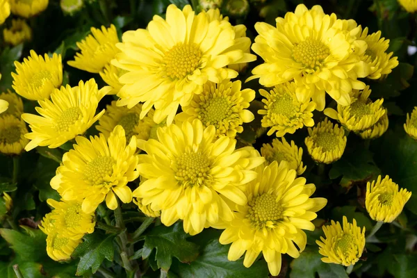Flor amarilla . — Foto de Stock