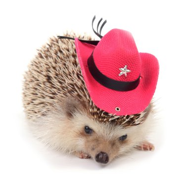Hedgehot with red cowboy hat. clipart