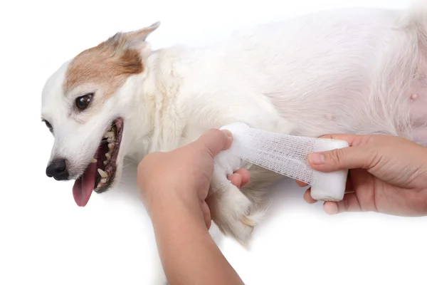 Yaralı köpek ilk yardım var.