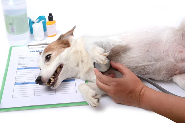 Cão tem tratamento clínico . — Fotografia de Stock