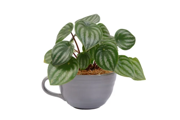 Küçük Peperomia seramik Kupası.