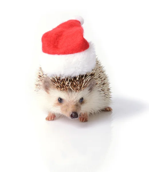 Küçük kirpi Noel kutlamaları için hazır.