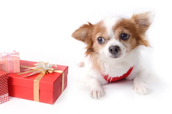 Chihuahua with gift. Stock Photo