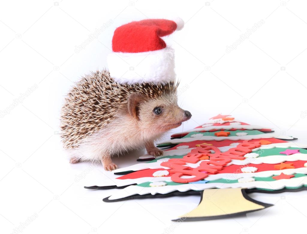 Hedgehog wearing Santa hat with Christmas tree.