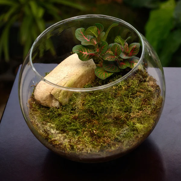 Terrarium liten trädgård i flaska. — Stockfoto