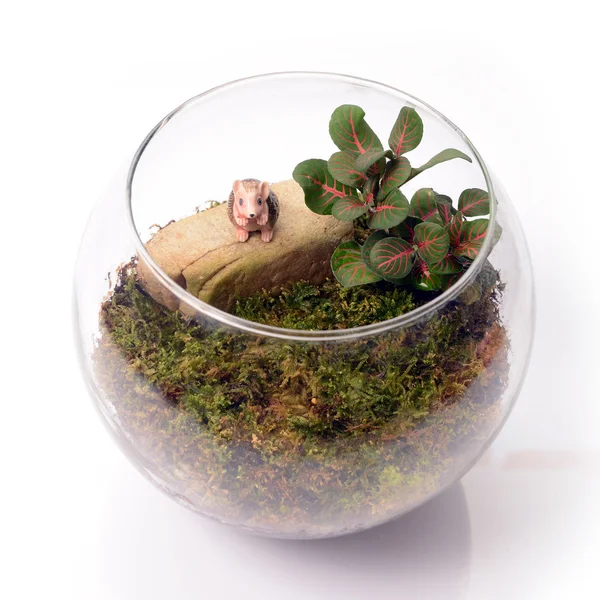 Terrarium en bouteille en verre . — Photo