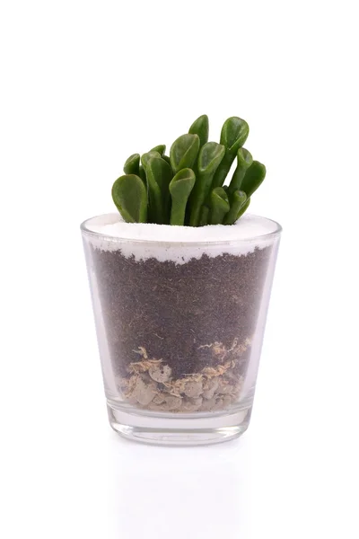 Маленький кактус в стеклянной таре . — стоковое фото