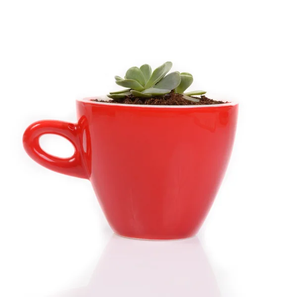 Маленький кактус в красной керамической чашке . — стоковое фото