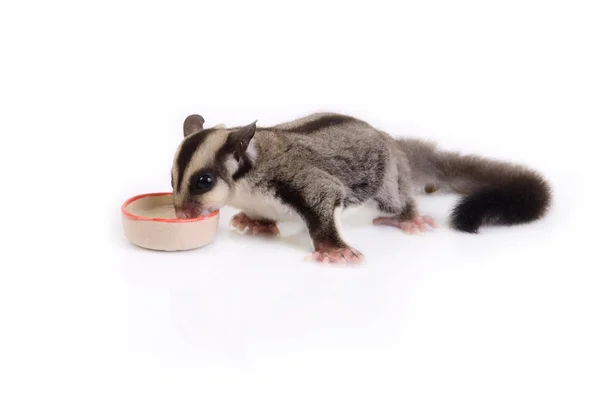 Kleines Gleithörnchen frisst. — Stockfoto