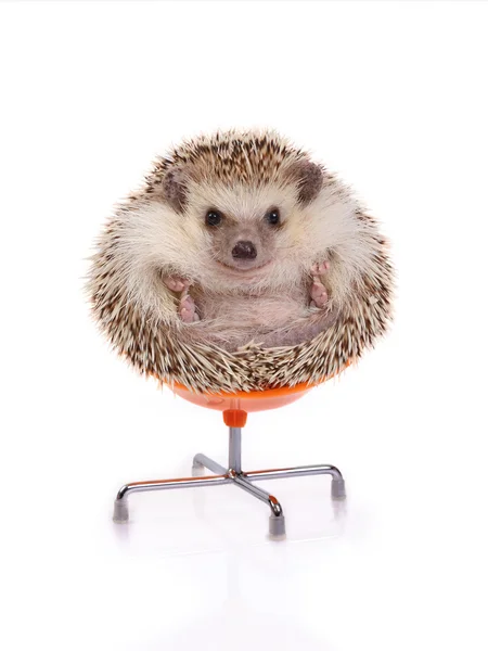 Igel sitzt auf Stuhl. — Stockfoto