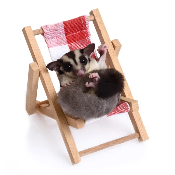 Plaj sandalyede oturan Sugarglider.