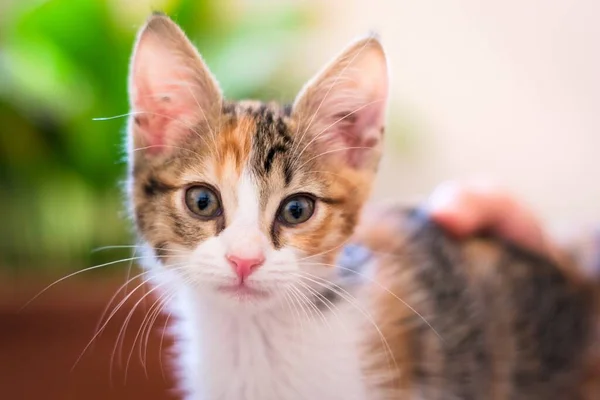 Cute Calico Tabby Kitten Staring Camera — Stock Photo, Image