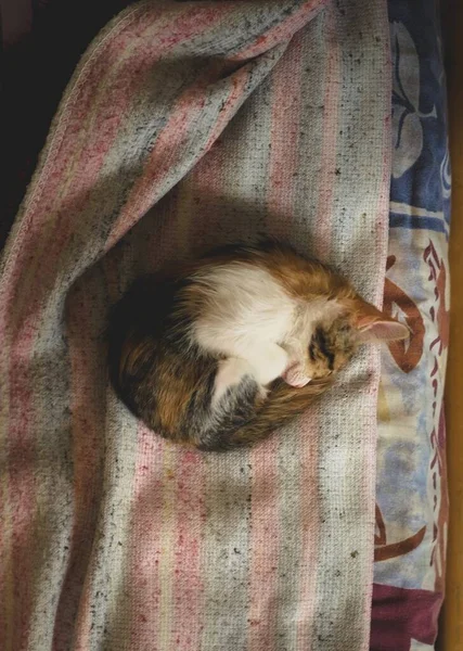 Dormir Tabby Gatinho Enrolado Uma Bola — Fotografia de Stock