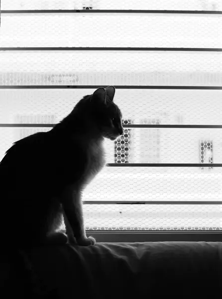 Elegante Gato Sentado Silueta Contra Una Ventana Con Barras — Foto de Stock