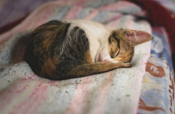 Śpiący Kotek Zwinięty Kłębek — Zdjęcie stockowe