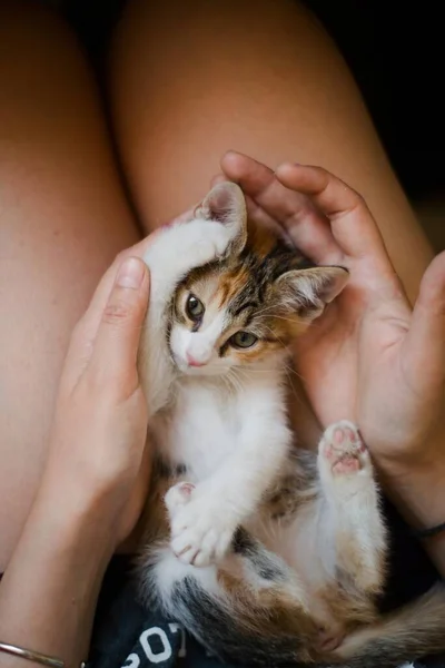 Funny Adorable Kitten Playing Woman Lap — Stock Photo, Image