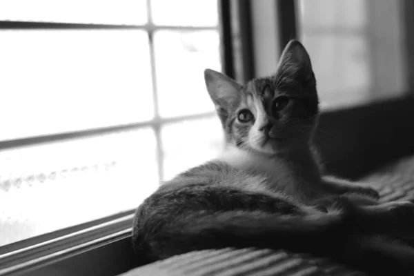 Kucing Tabby Lucu Tergeletak Dekat Jendela Hitam Dan Putih — Stok Foto