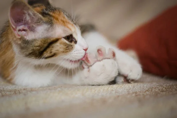 Cute Tabby Kätzchen Pflege Selbst Nahaufnahme — Stockfoto