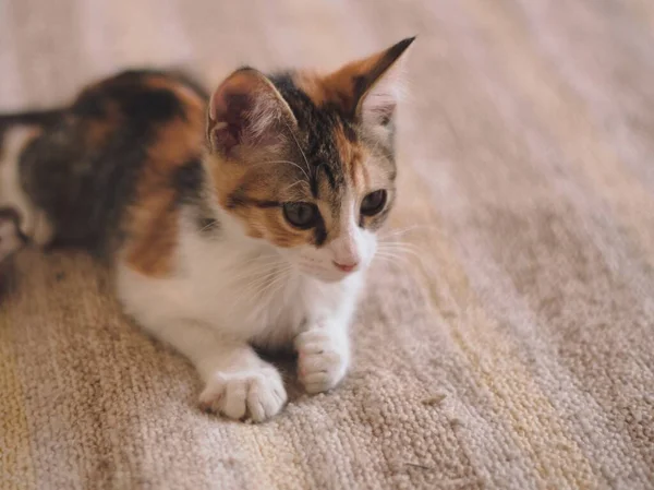 Kucing Kecil Yang Manis Berbaring Tempat Tidur — Stok Foto