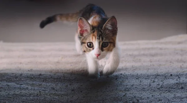 Pequeno Gatinho Jogando Caça Caminhando Direção Câmera — Fotografia de Stock