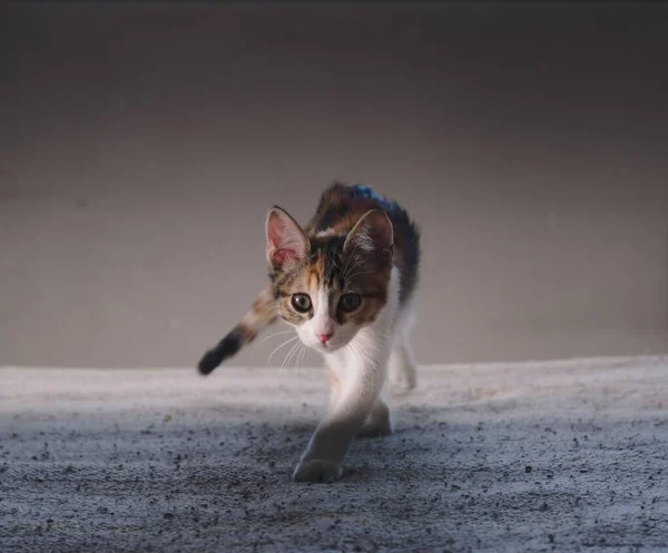 Petit Chaton Jouant Chasse Marchant Vers Caméra — Photo